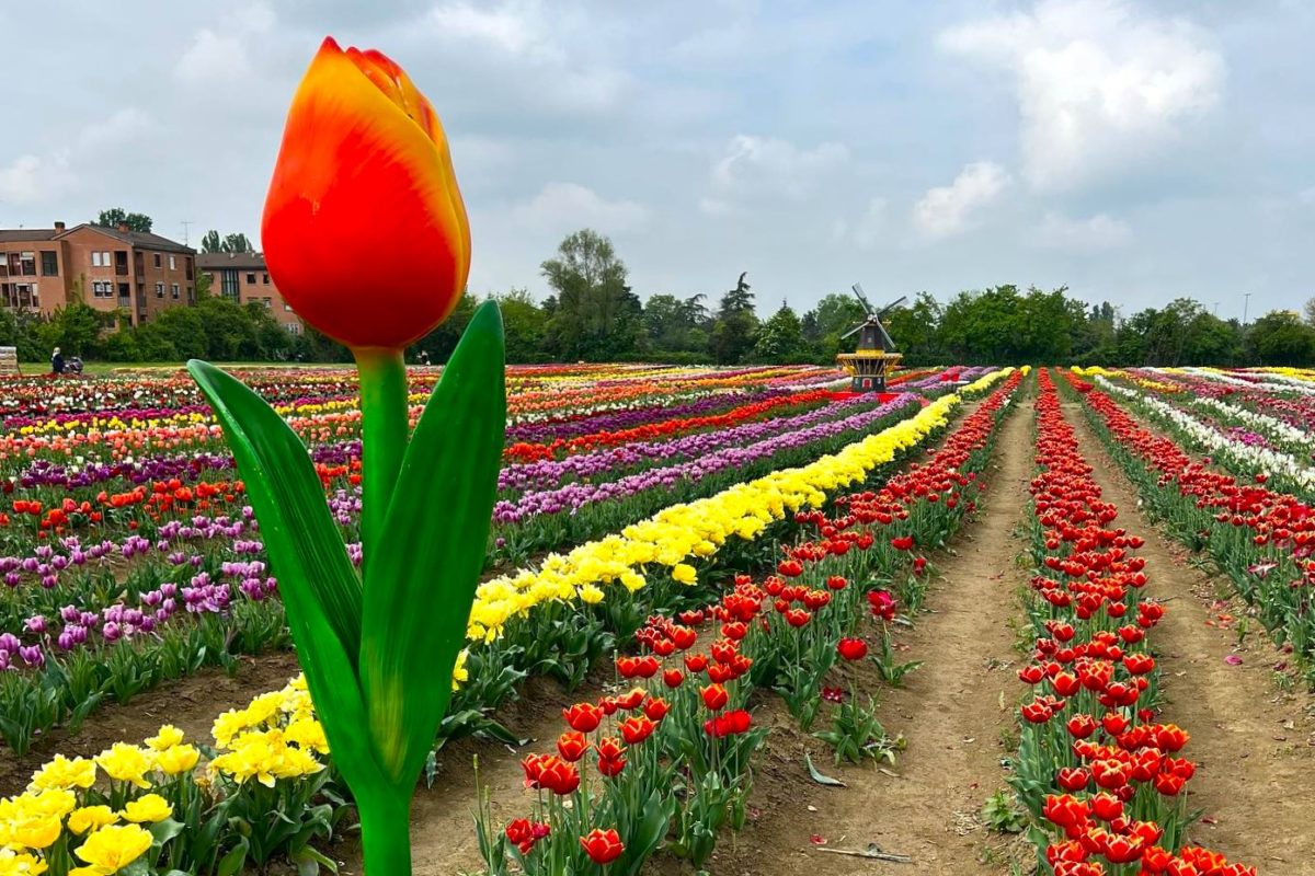 Migliaia di tulipani da raccogliere: ecco quando torna TuliPark a Bologna!